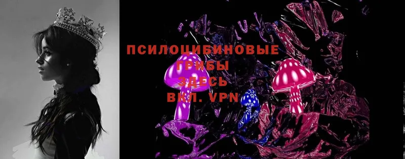 где можно купить   Реутов  Псилоцибиновые грибы Magic Shrooms 